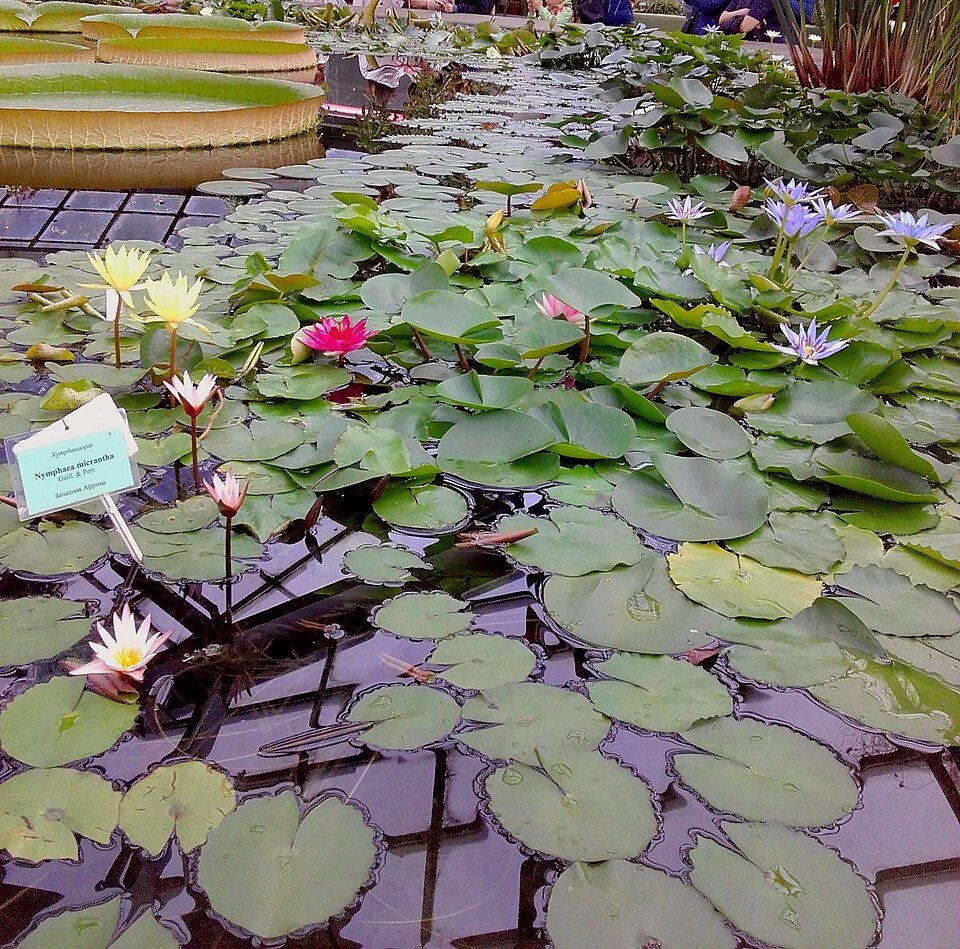 Nymphaea Species