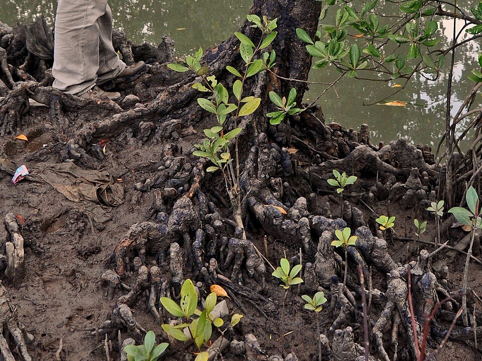 Orange Mangrove