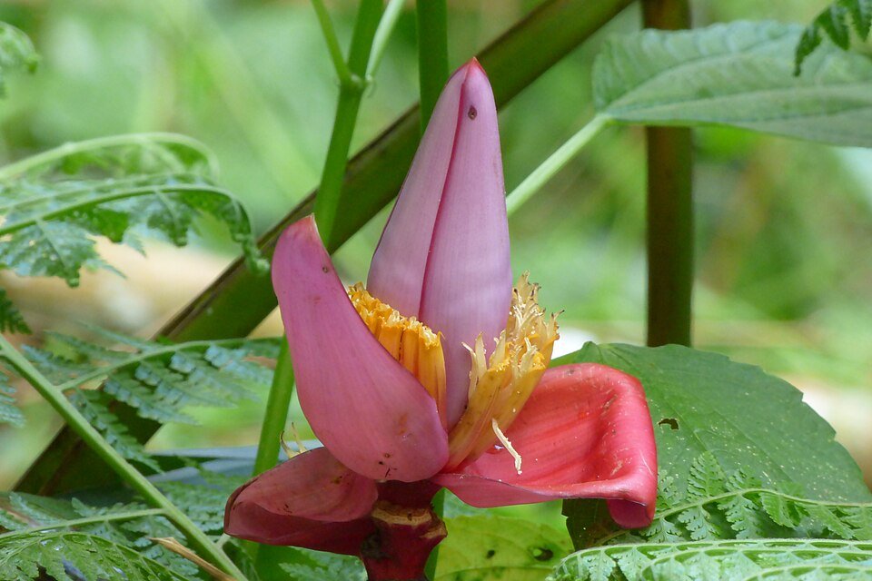 Ornamental Cultivated Bananas