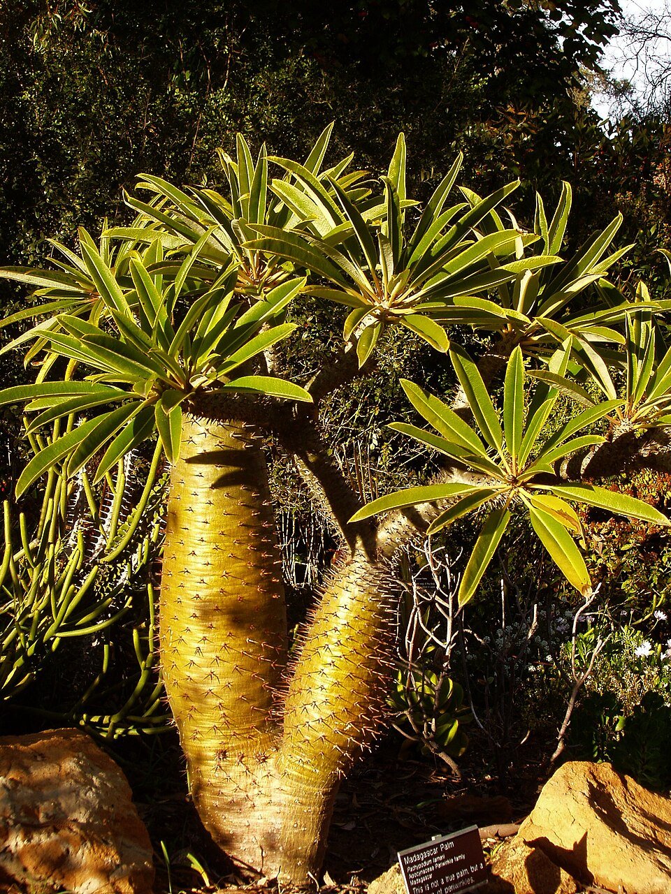 Pachypodium