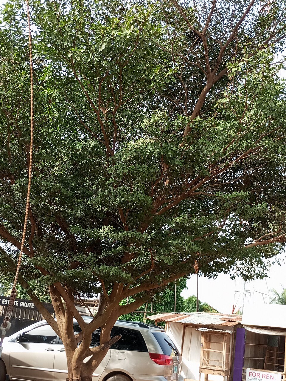 Paperbark Thorn