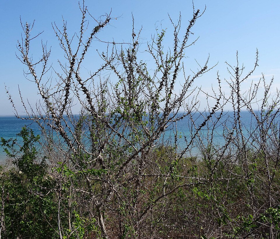 Pemba Endemic Plants