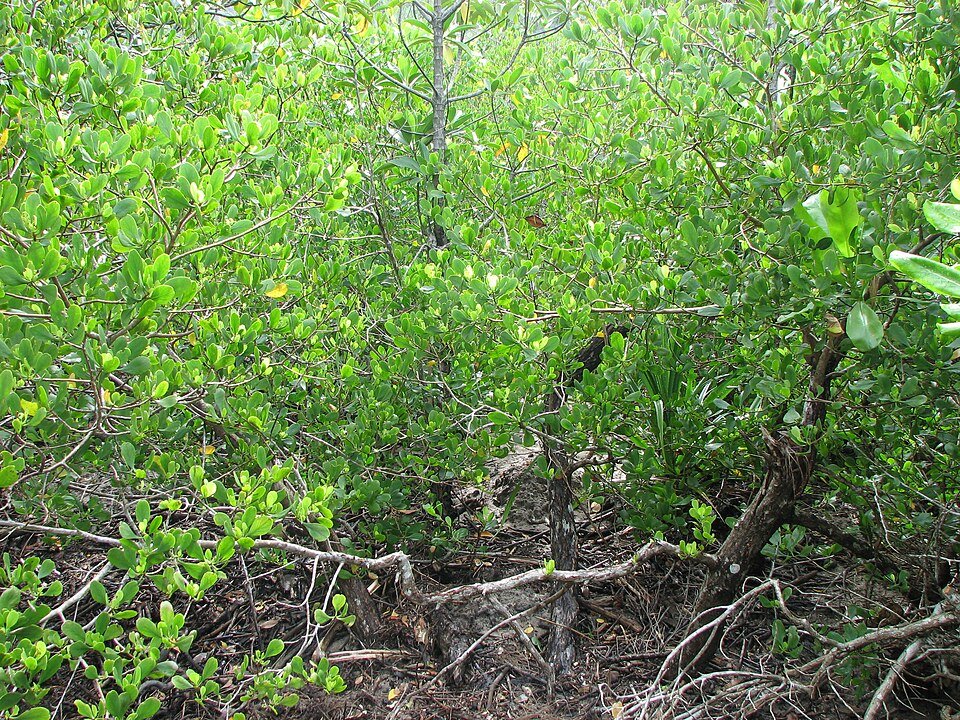 Pemba Mangroves