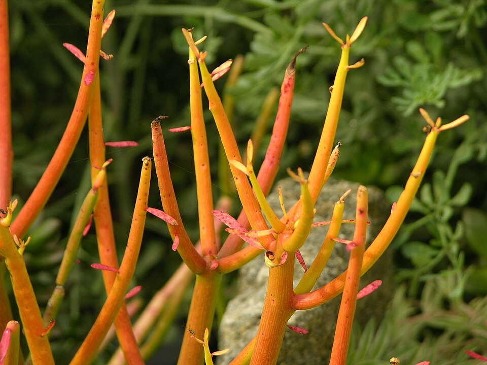 Pencil Tree