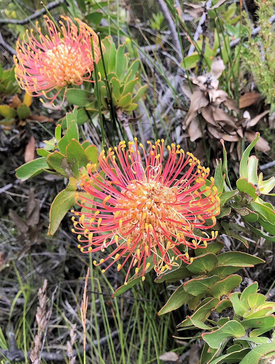 Pincushions