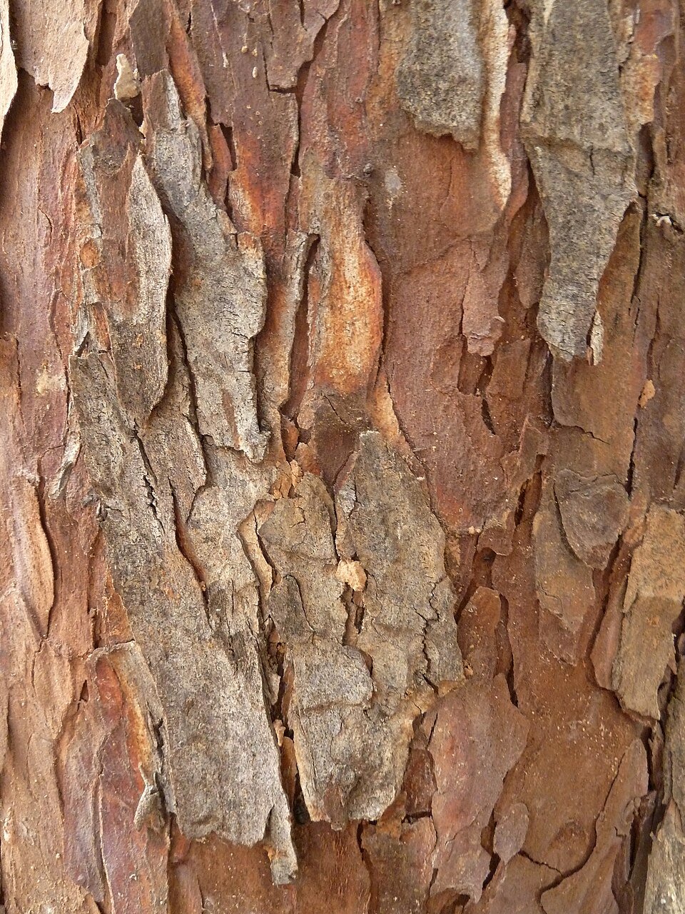 Podocarpus
