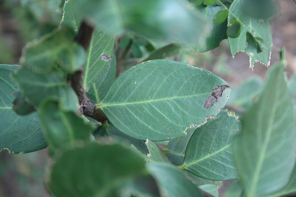Poison Arrow Plants