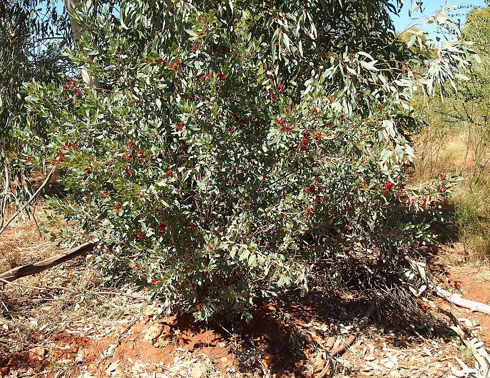 Poison Bush