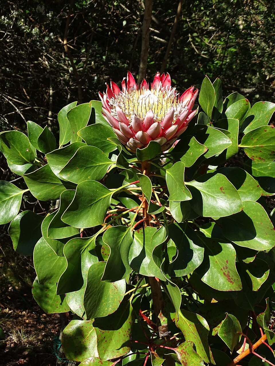 Protea