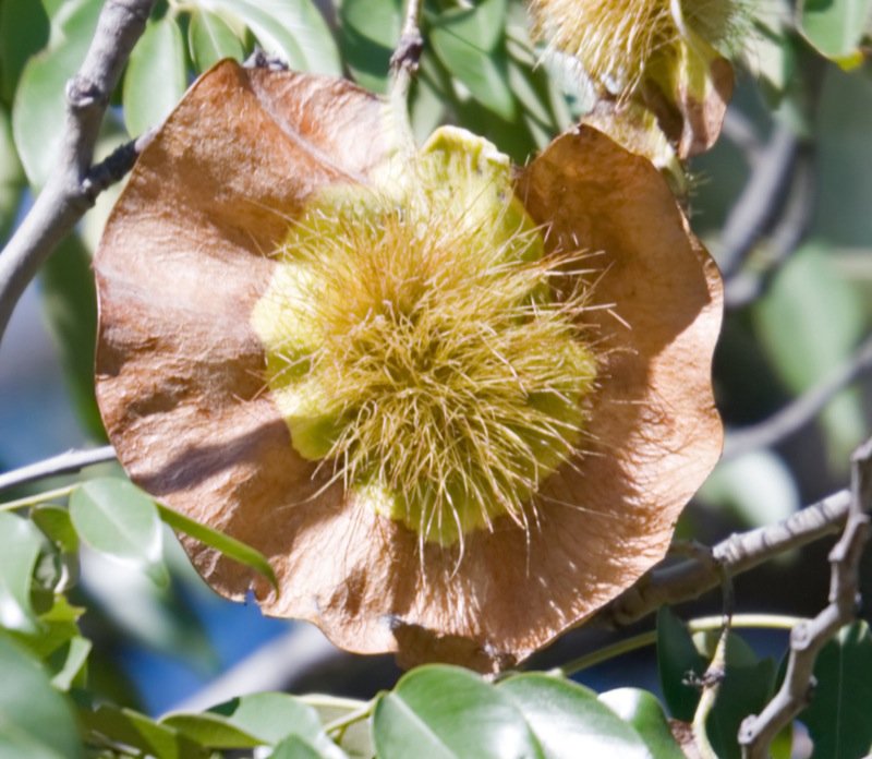 Pterocarpus Species