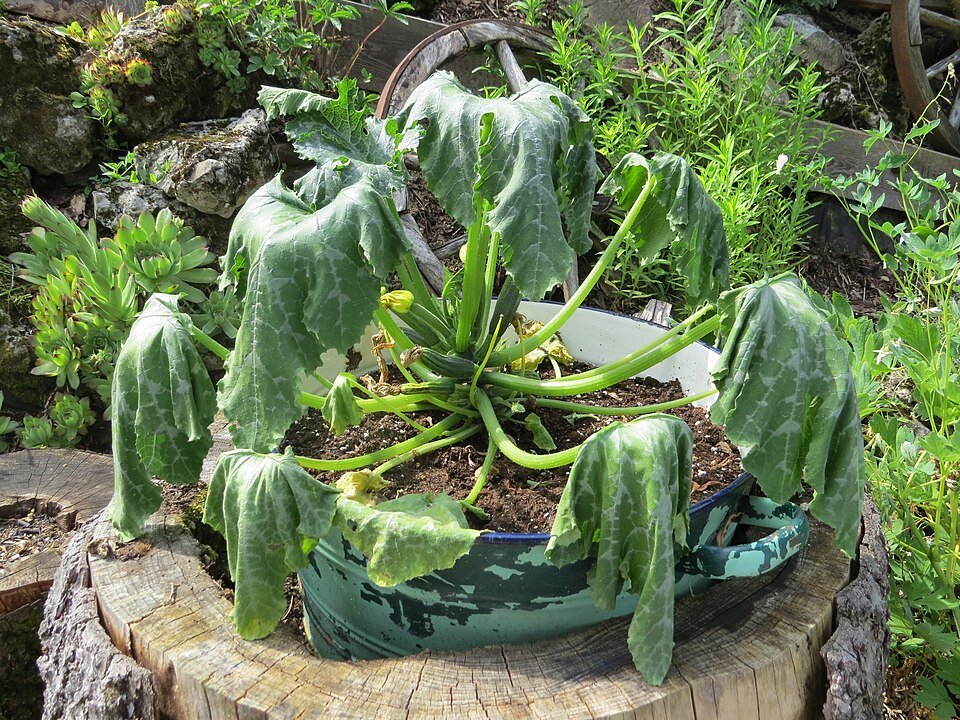 Pumpkin Leaves