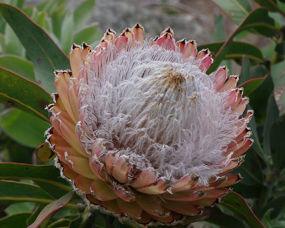 Queen Protea