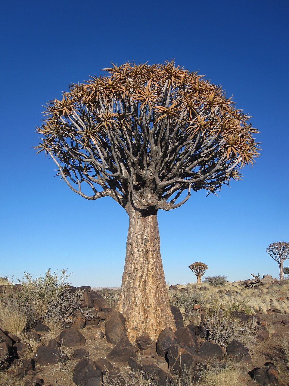 Quiver Tree