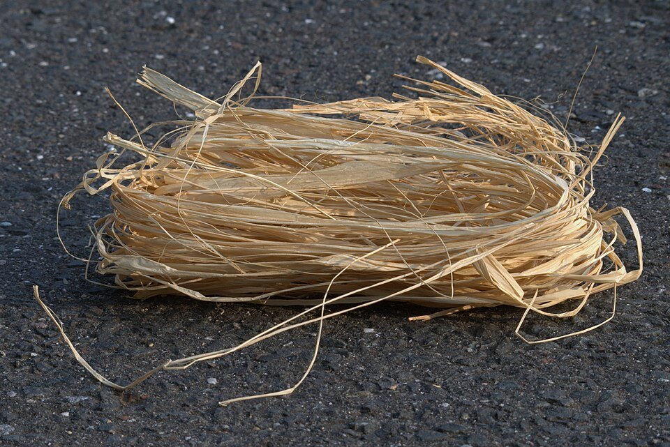 Raffia Palm