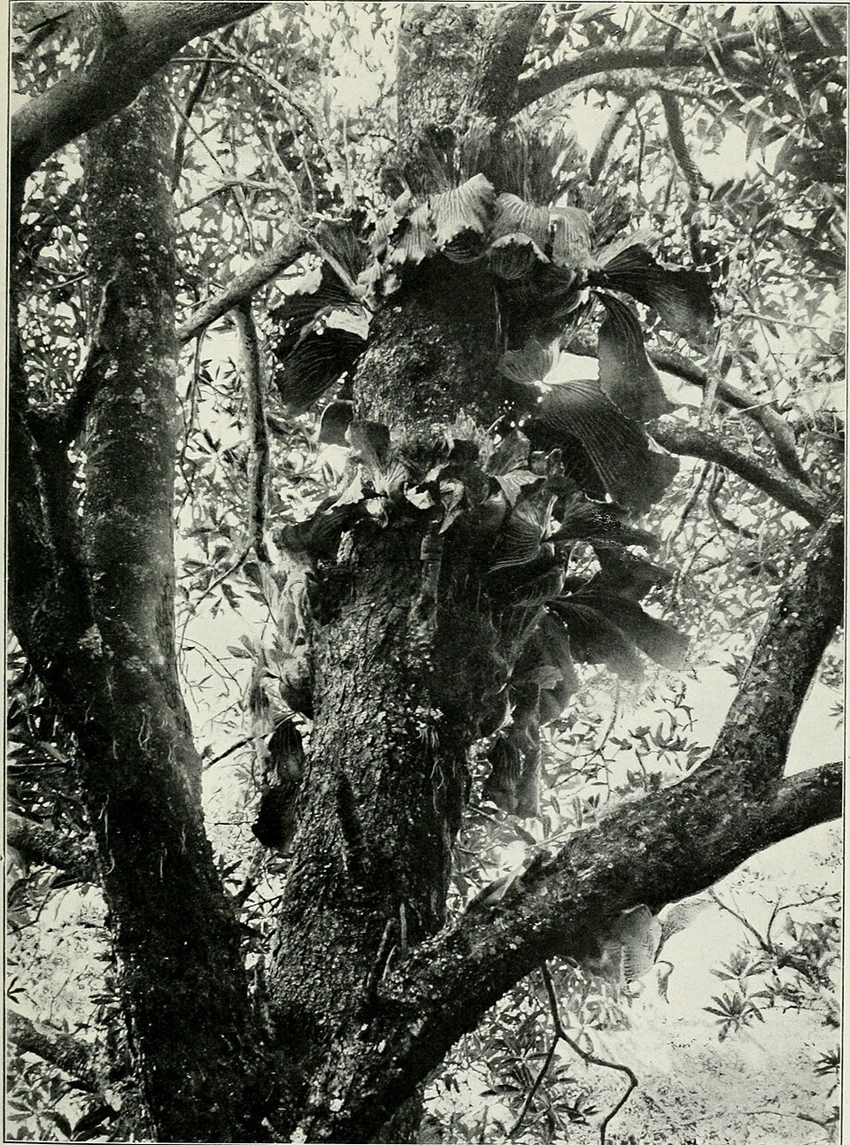 Rainforest Epiphytes