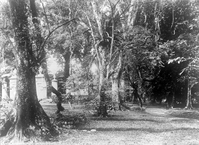 Rainforest Lianas