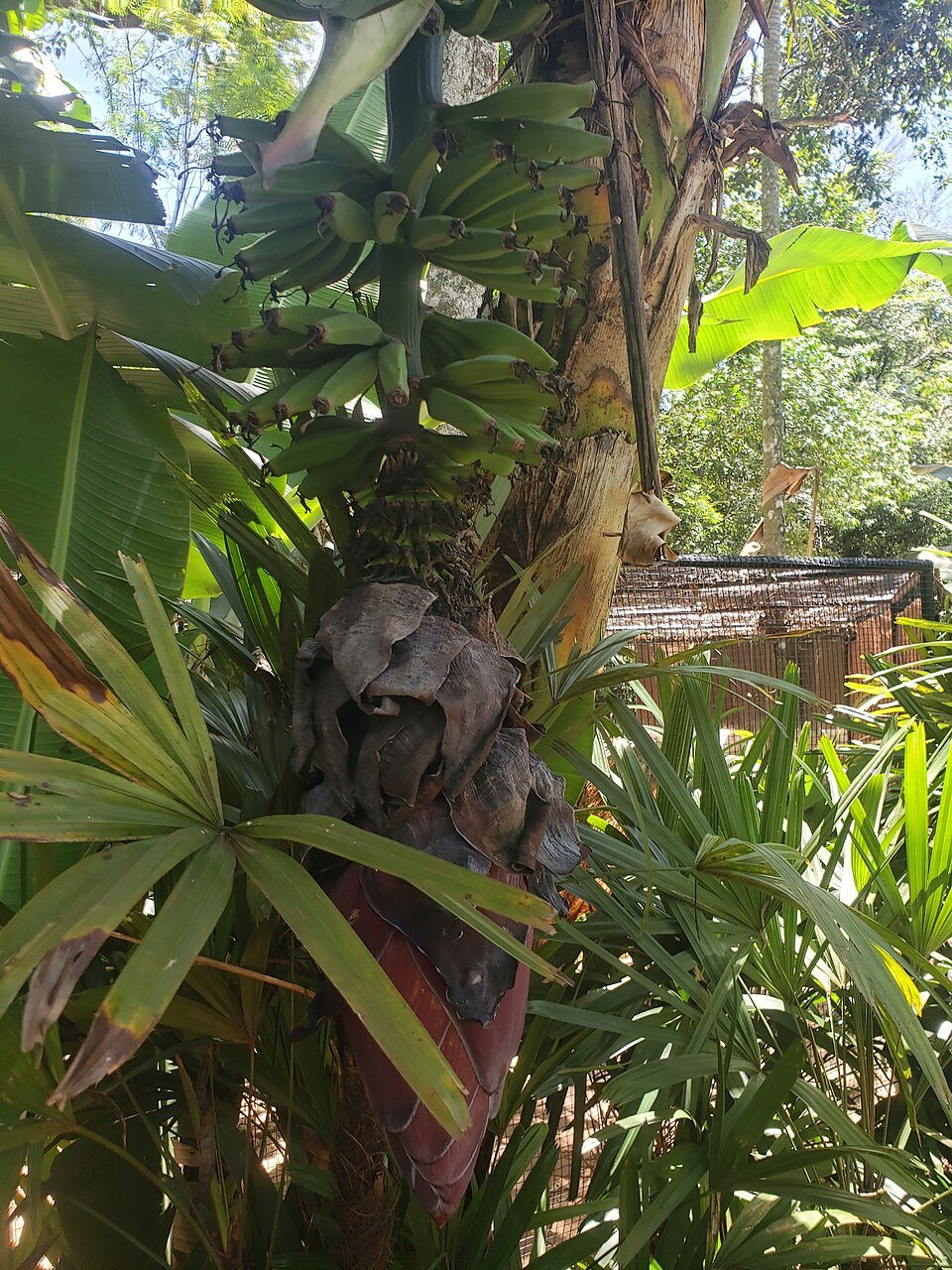 Red Banana
