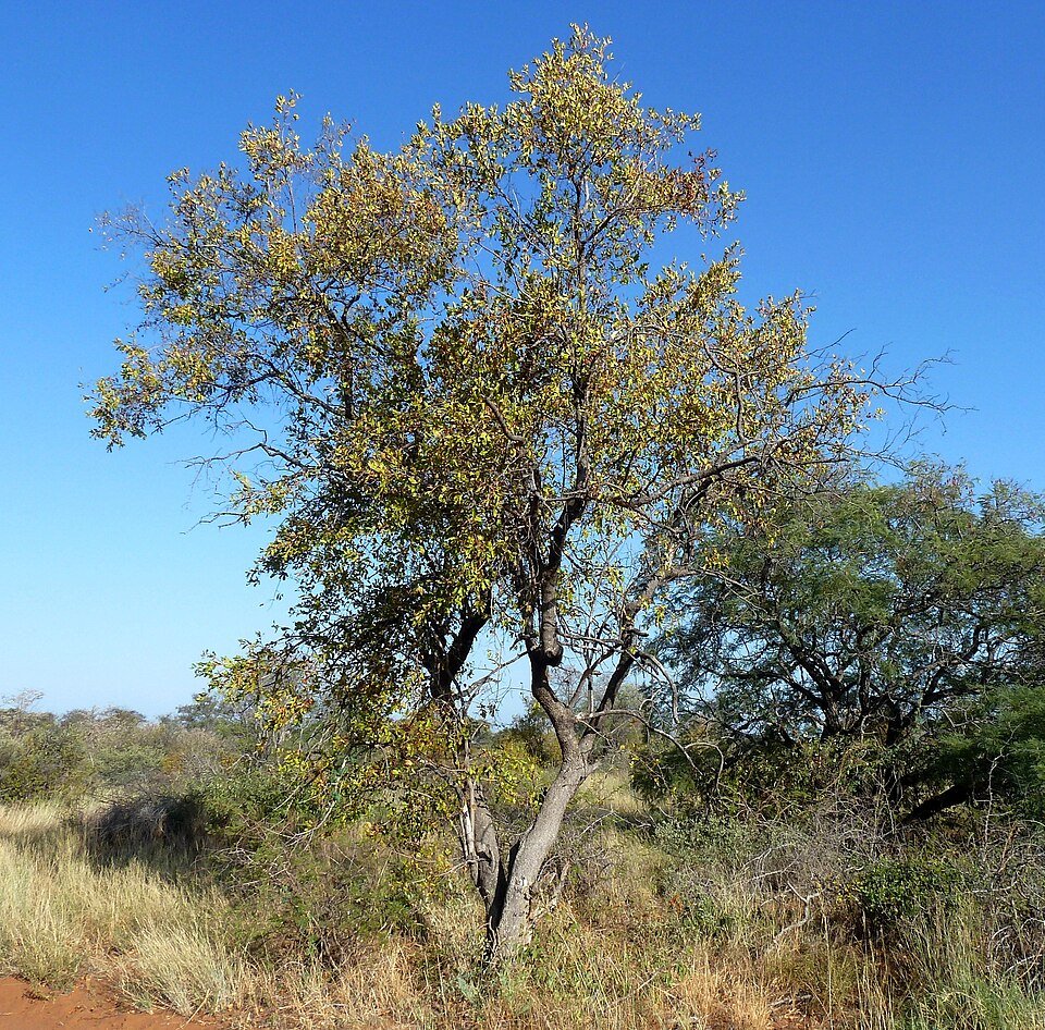 Red Bushwillow