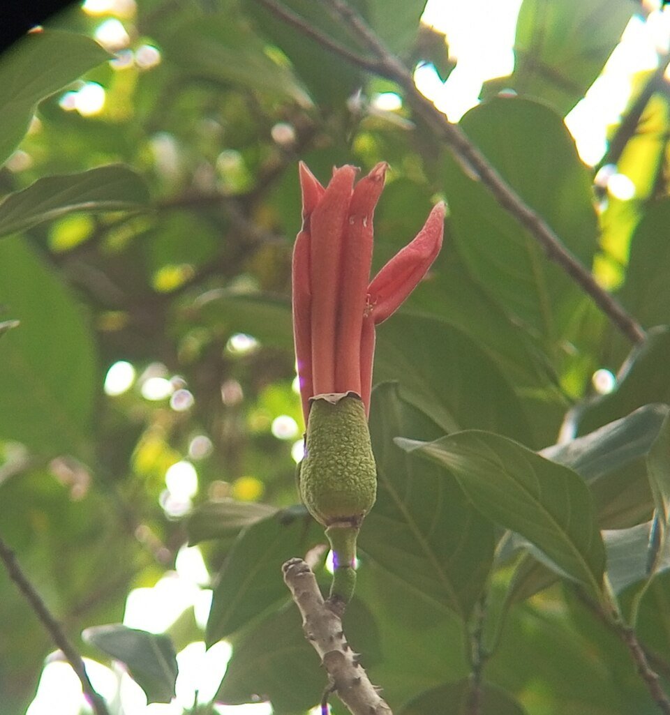 Red-flowered Silk Cotton