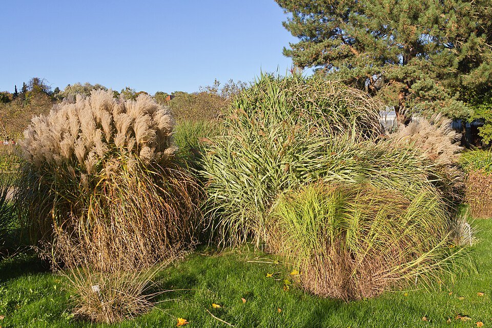Red Grass