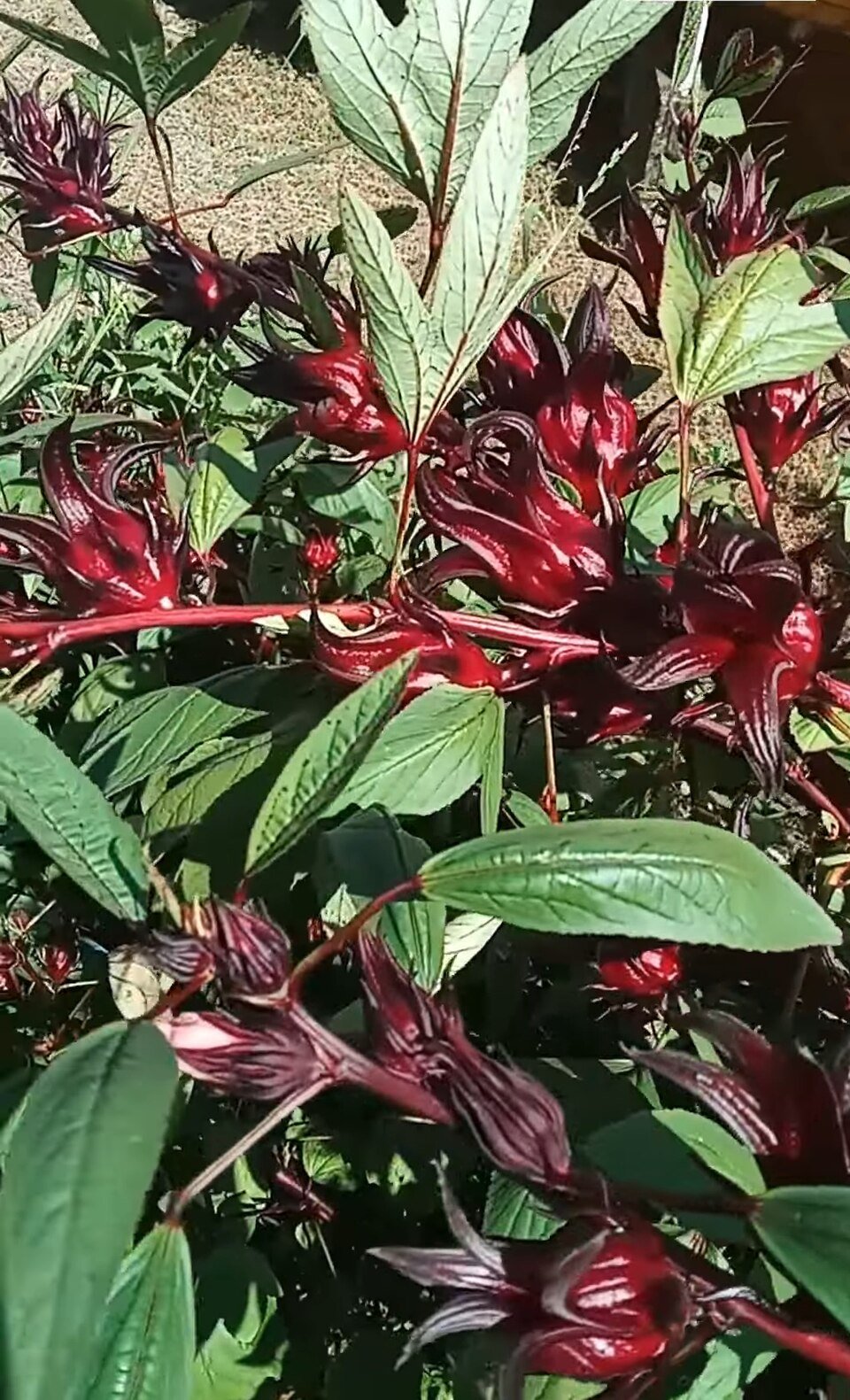 Red Hibiscus
