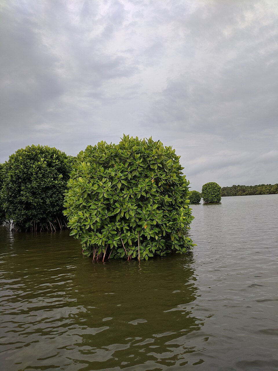 Red Mangrove