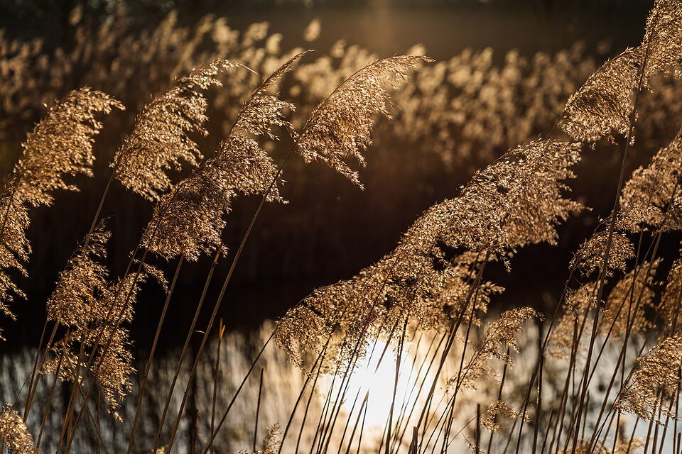 Reeds