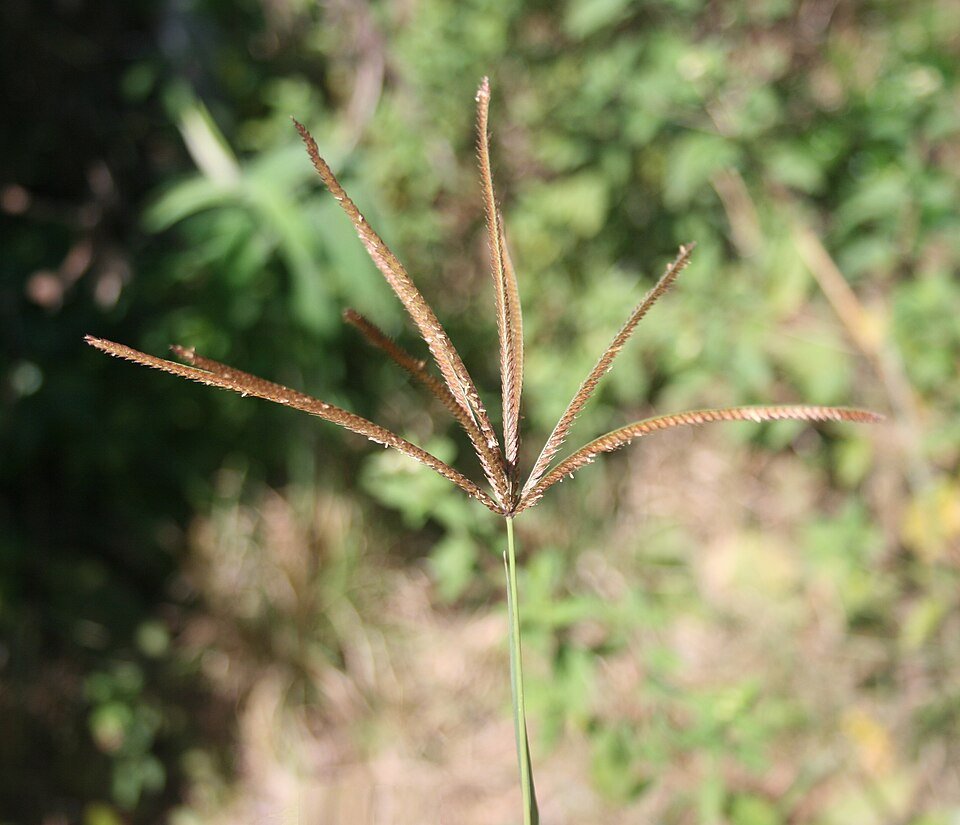 Rhodes Grass