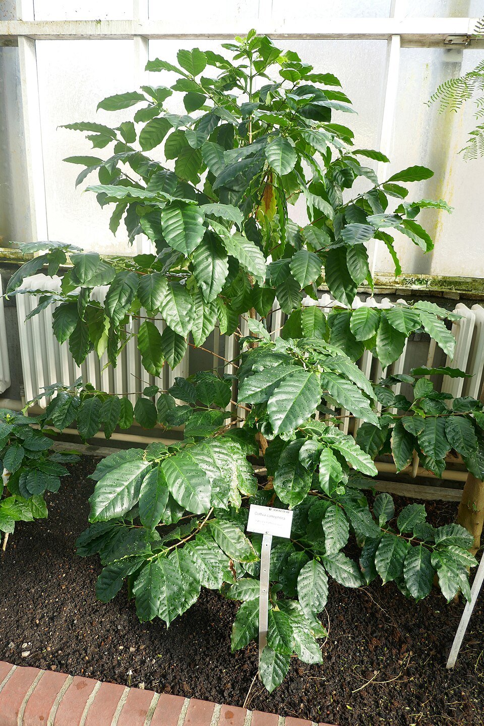 Robusta Coffee