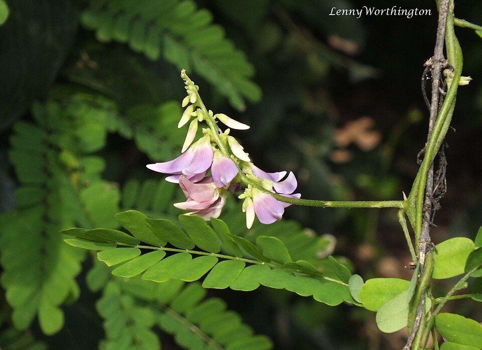 Rosary Pea