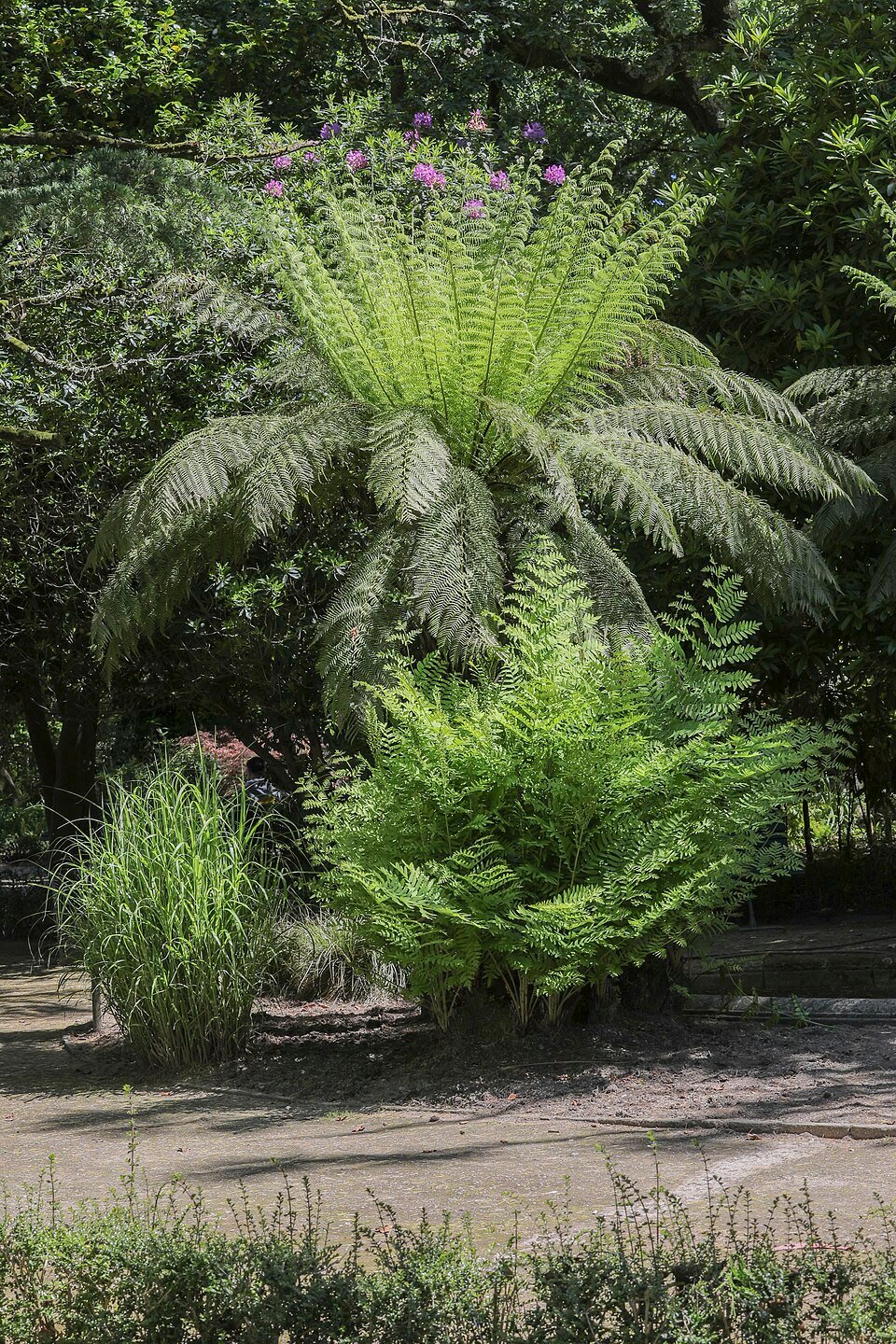 Royal Fern