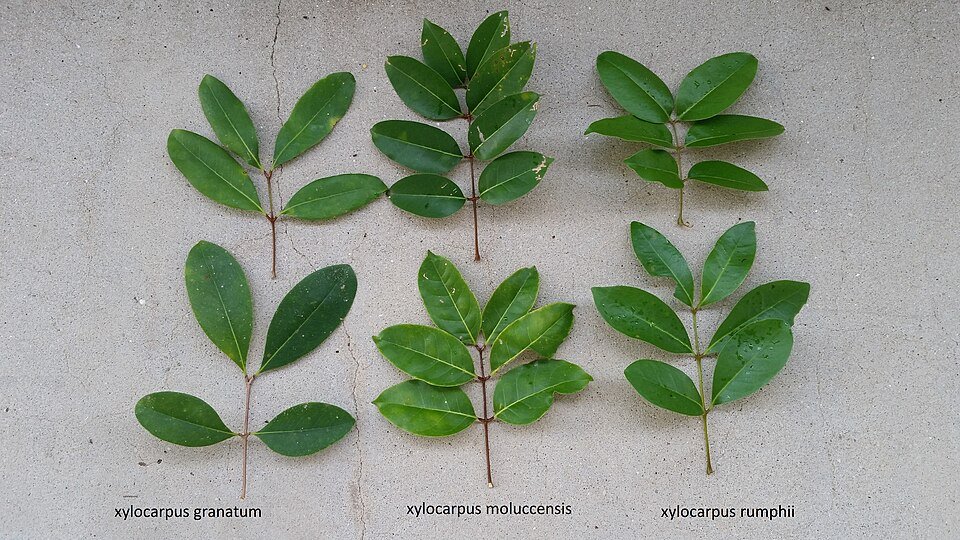 Rufiji Delta Mangroves