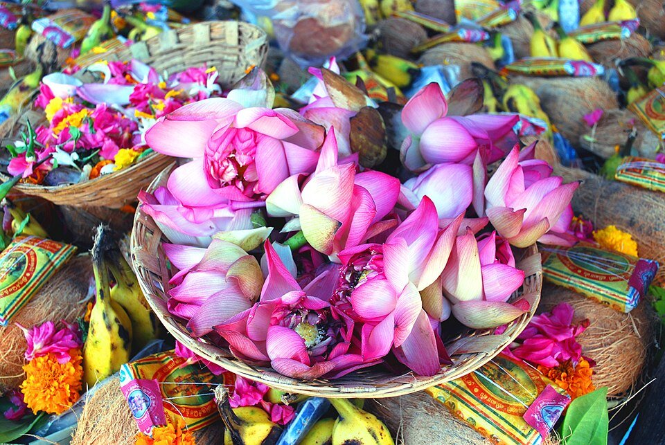 Sacred Lotus