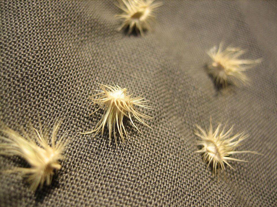Sahel Grasses