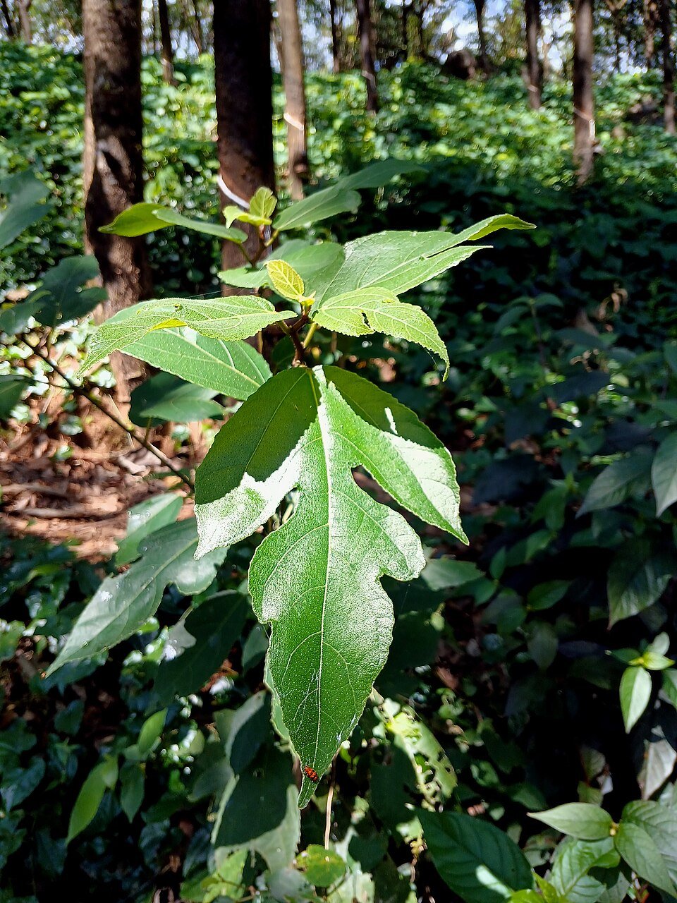 Sandpaper Fig