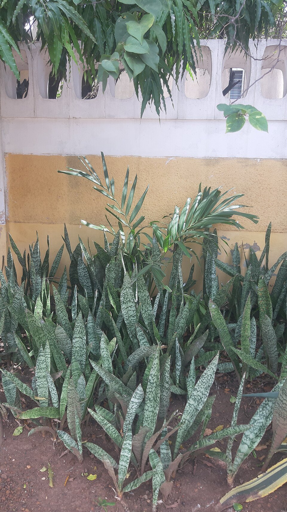 Sansevieria