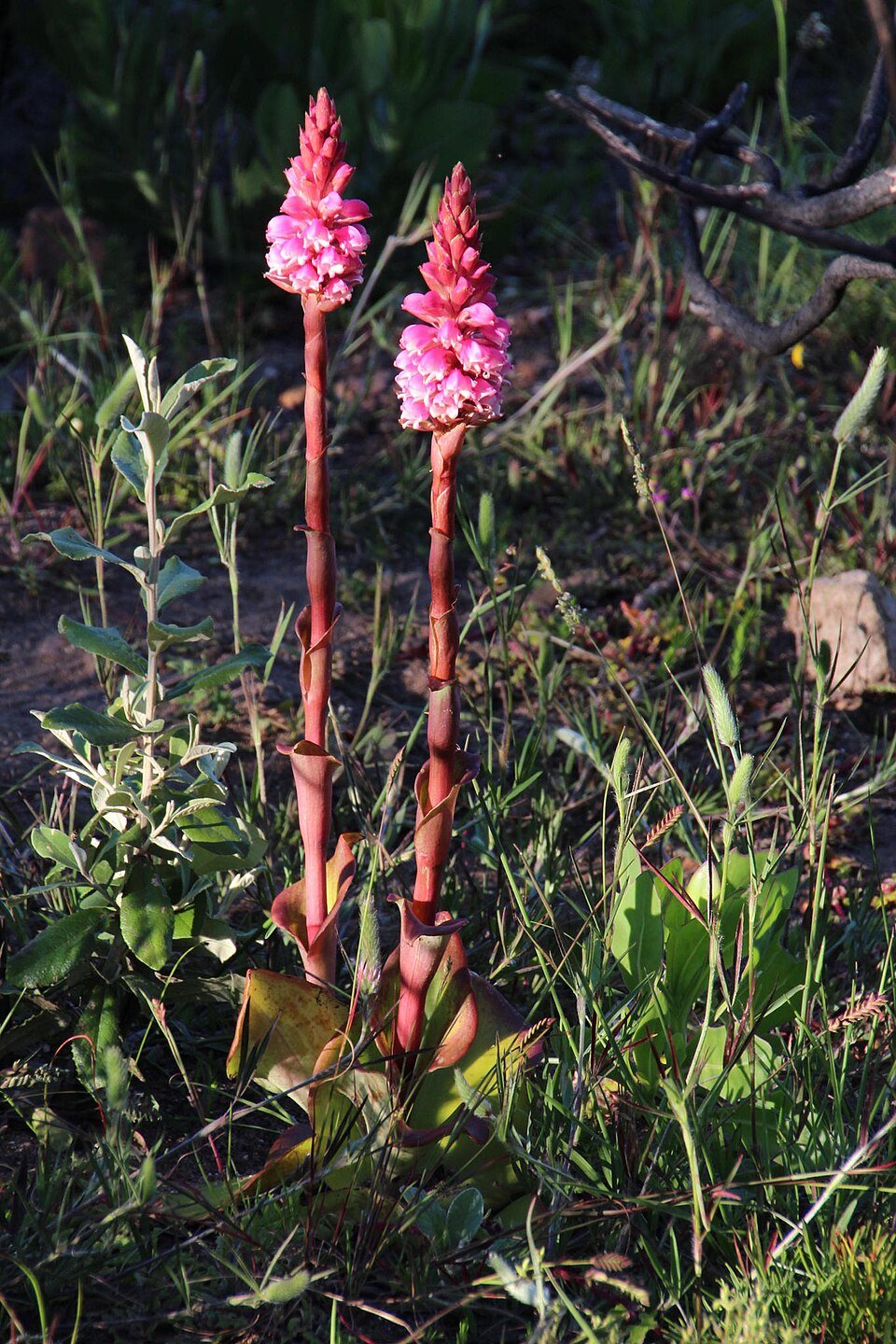 Satyrium