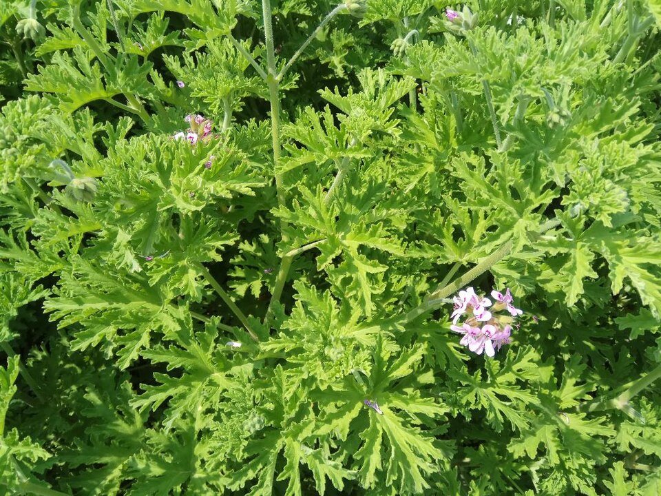 Scented Geraniums
