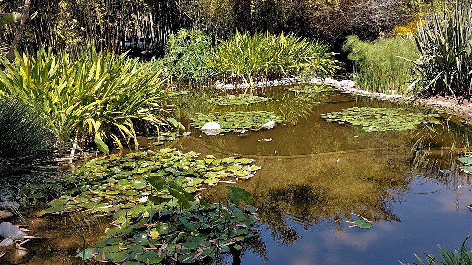 Sedges