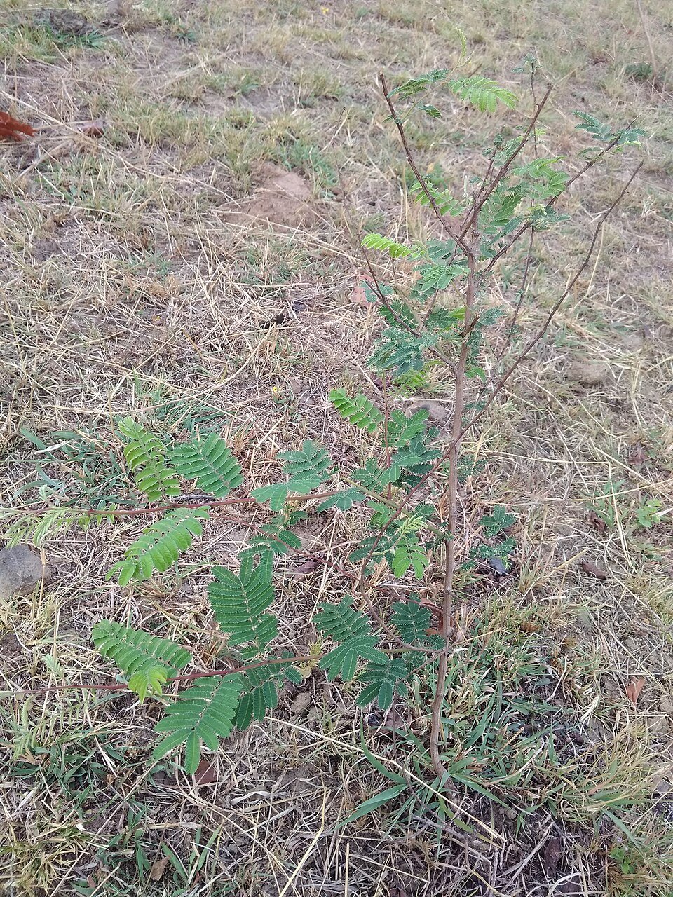 Senegalia Species