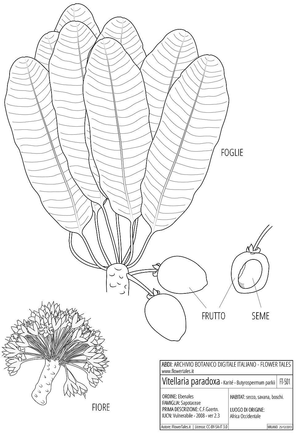 Shea Tree