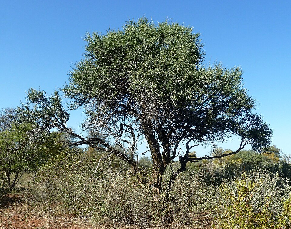 Shepherd's Tree