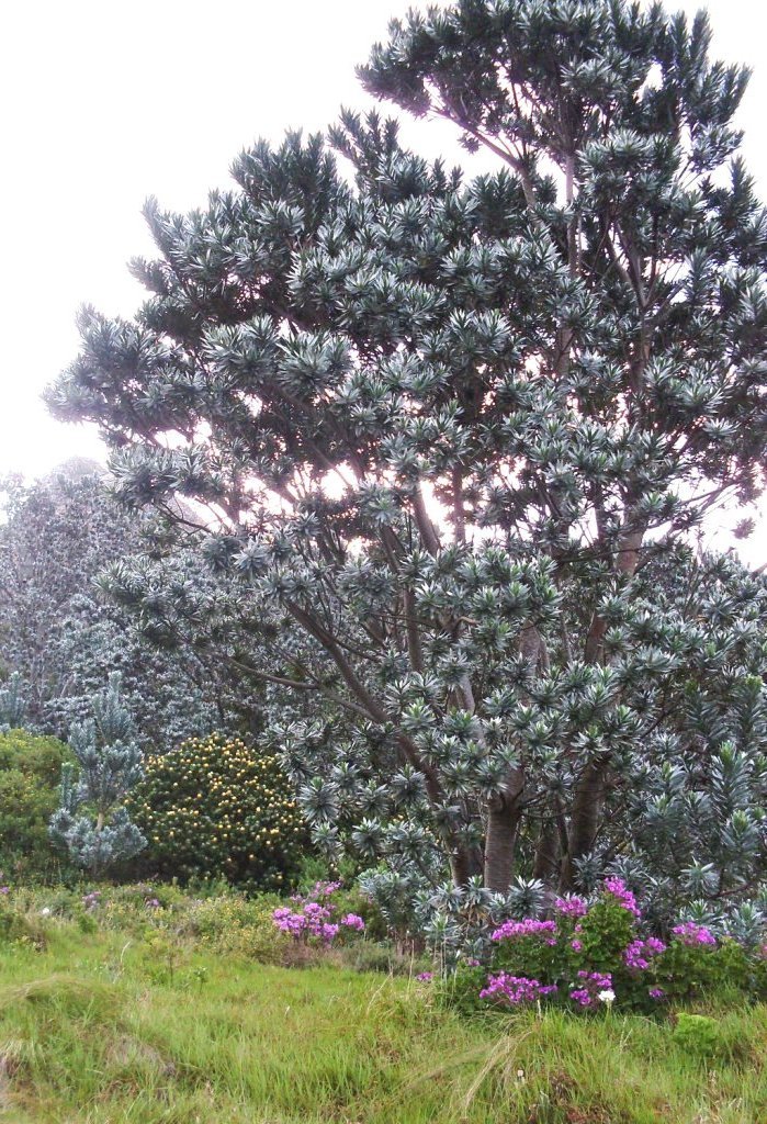 Silver Tree