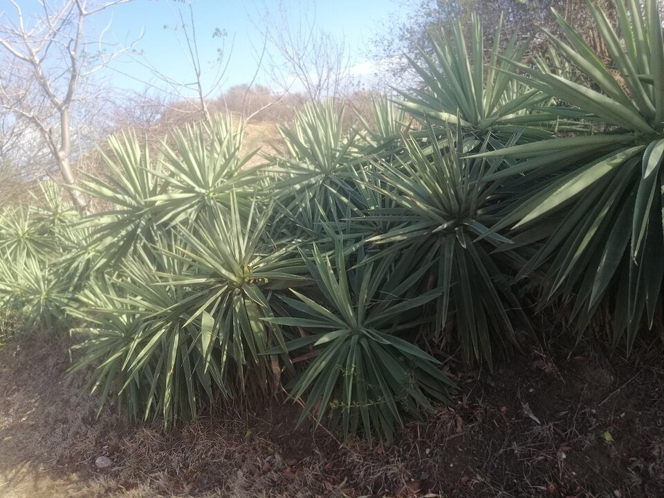 Sisal