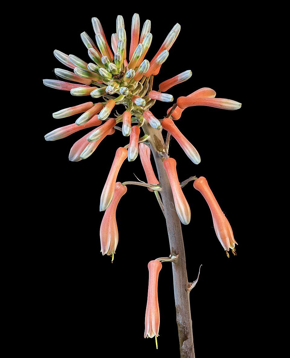 Soap Aloe