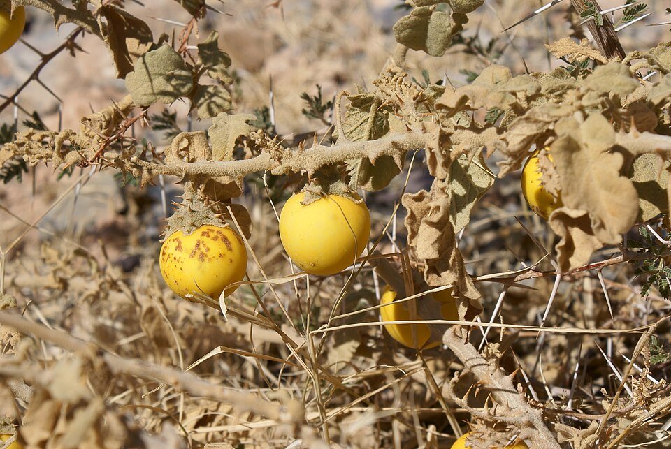 Sodom Apple