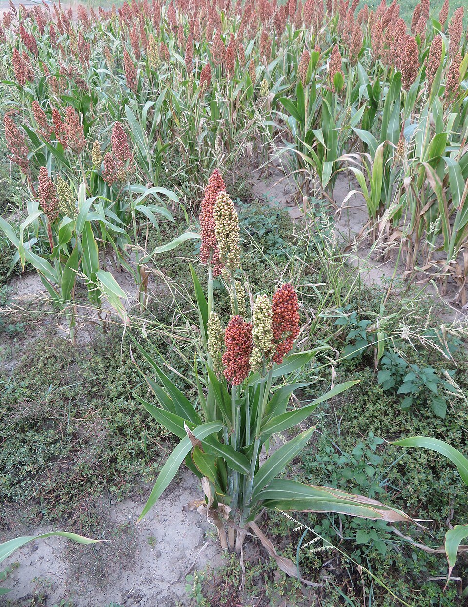 Sorghum