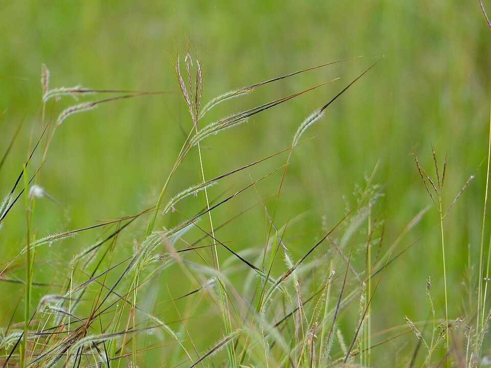Spear Grass