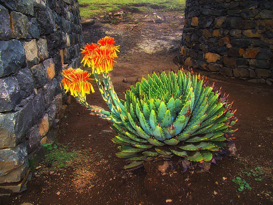 Spiral Aloe