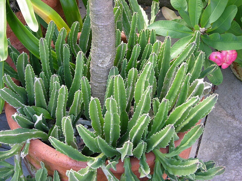 Stapelia